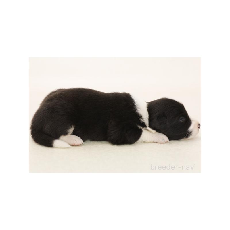 販売中の神奈川県のボーダーコリー-412927の4枚目
